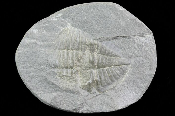 Partial Ogyginus Cordensis - Classic British Trilobite #75929